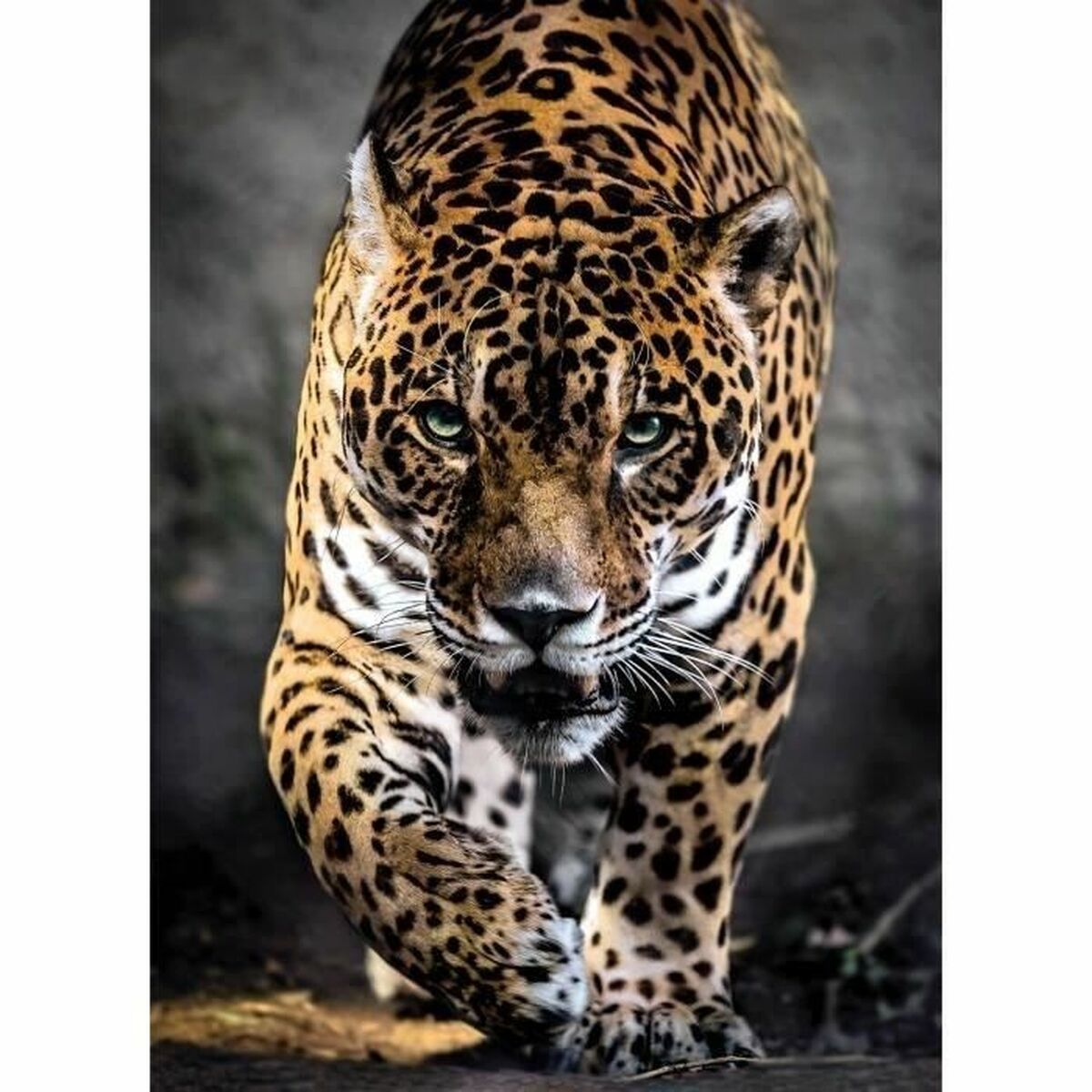 Puzzle Clementoni Walking Jaguar 39326 69 x 50 Cm 1000 Kusy - Hračky a Hry Hlavolamy